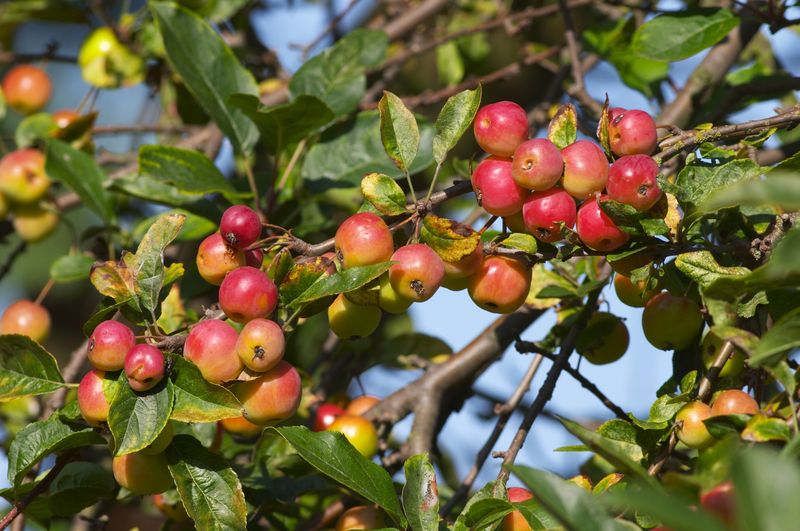 Crab Apple Harvest Suppers