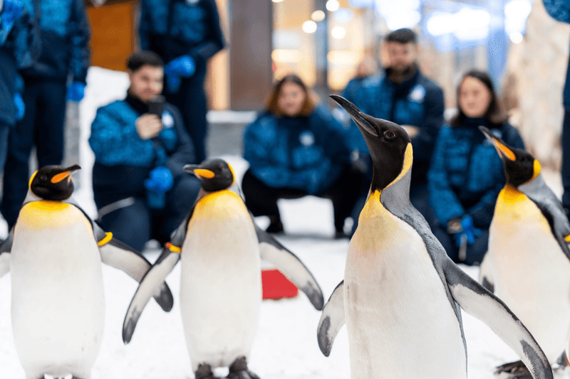 The Penguin Encounter Component