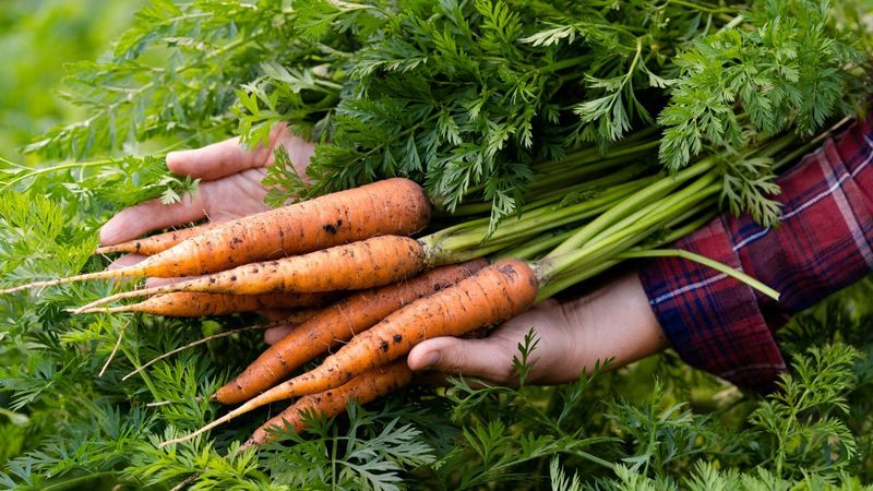 Carrots