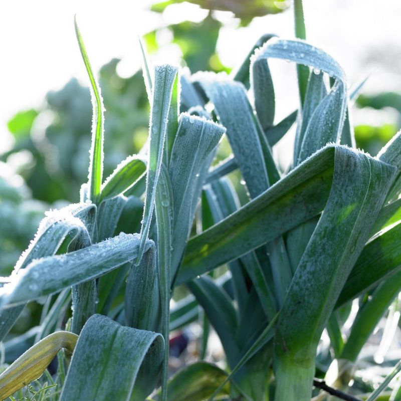 Leeks
