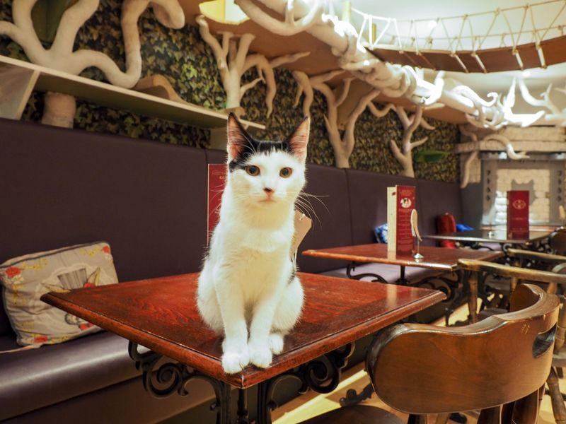 Lady Dinah's Cat Emporium (London, UK)