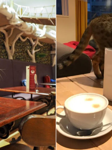 Cafes And Restaurants Where Animals Are Part Of The Experience