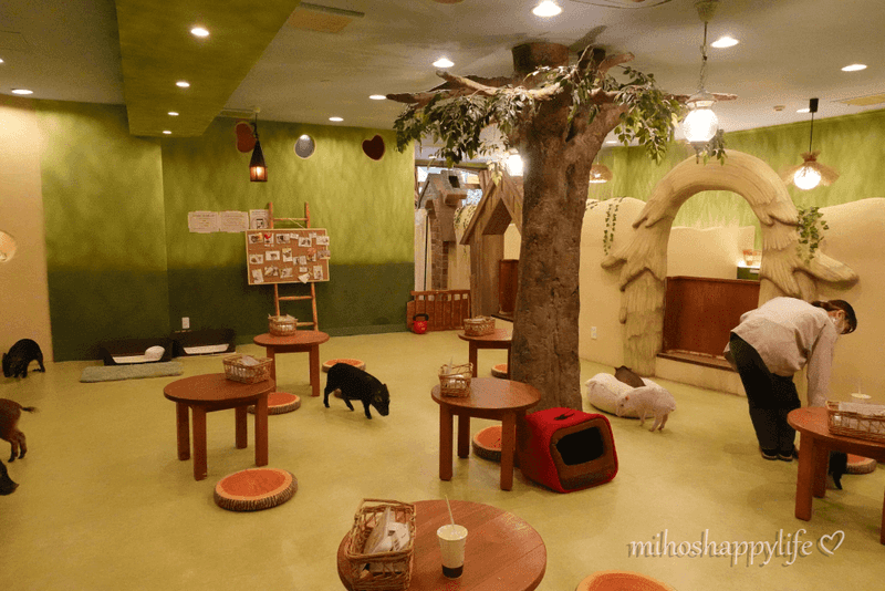 Mipig Café (Tokyo, Japan)
