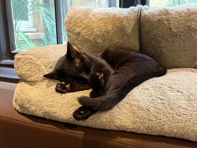 House Rules For Happy Cats