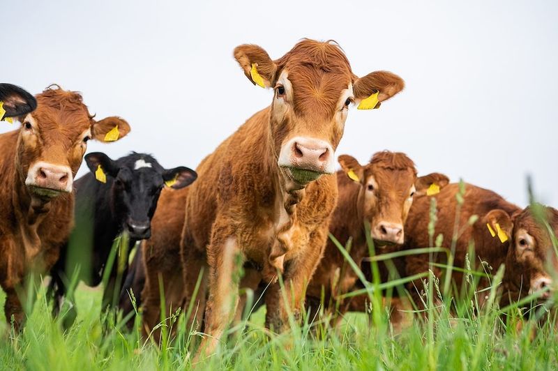 Hormone-Treated Beef