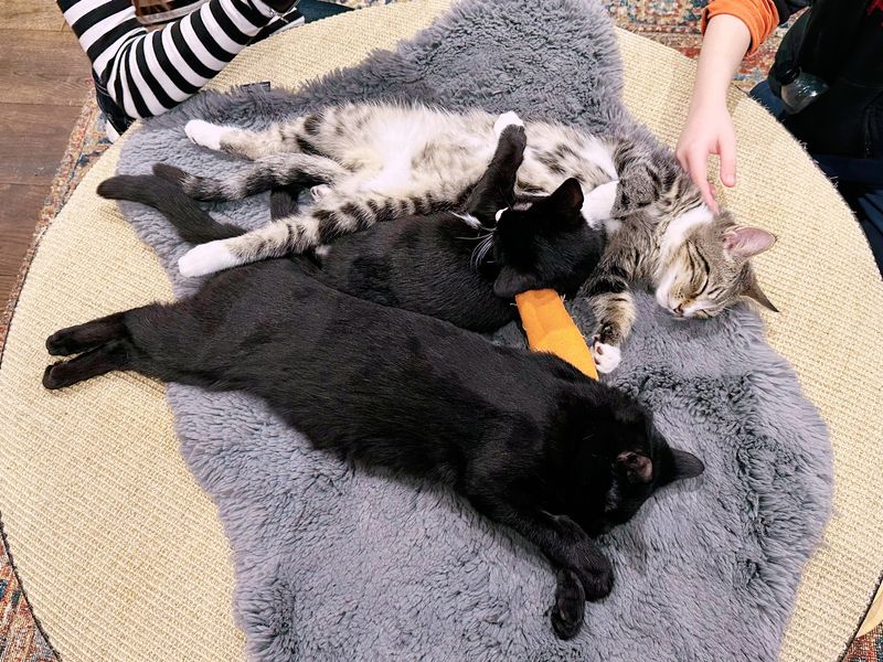 Cat Lounge Vs Kitten Lounge
