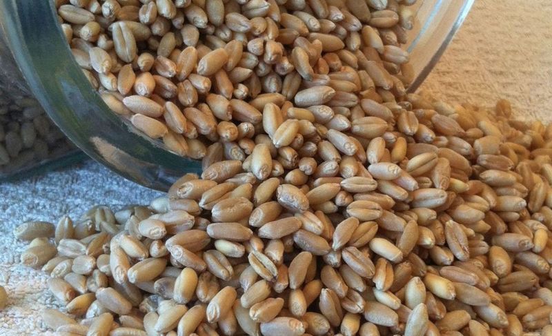 Wheat Berries (Airtight Storage)