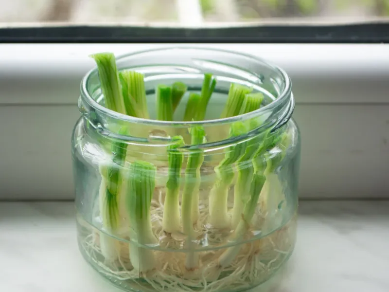 Storing Spring Onions In A Glass Of Water To Regrow Them