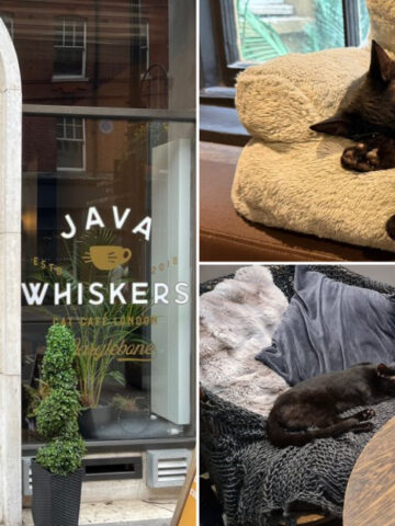 Enjoy Coffee And Cuddles At Java Whiskers Cat Café In London