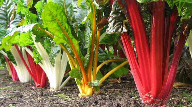 Swiss Chard