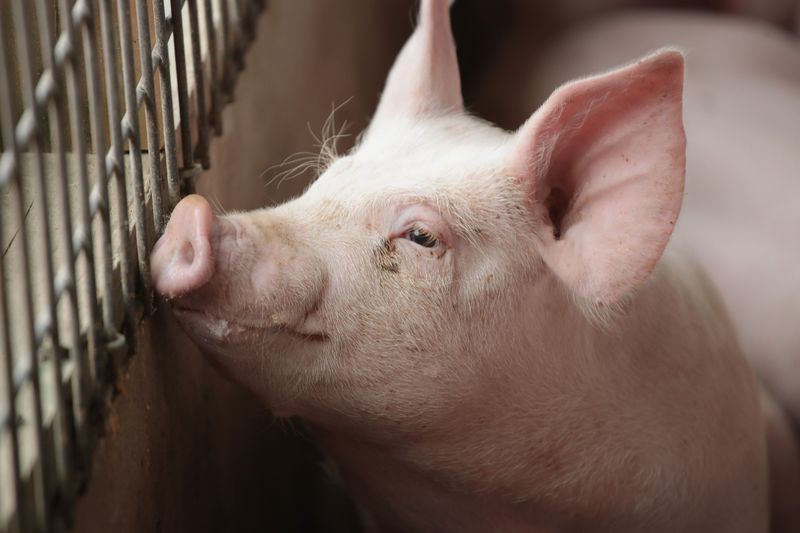 Ractopamine-Fed Pork