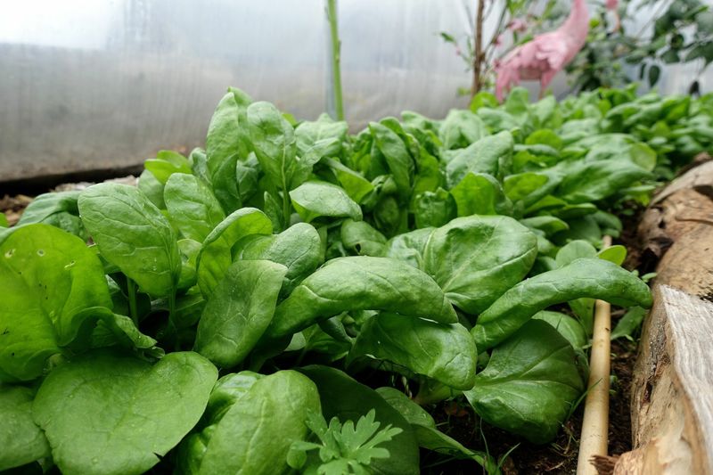 Spinach