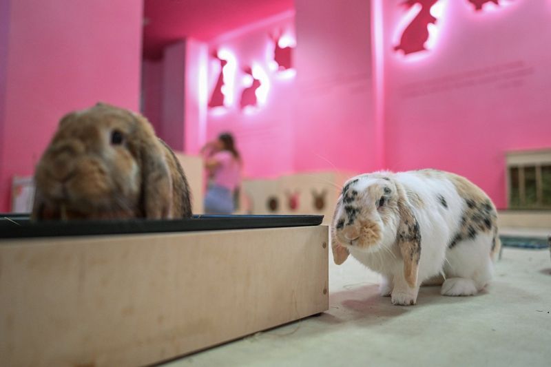 Bunny Café (Kraków, Poland)