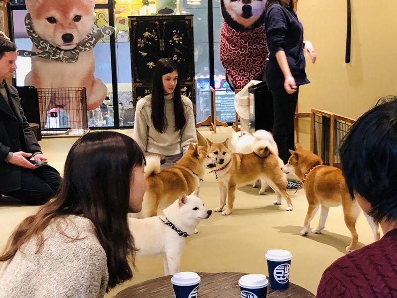 Shiba Inus With Love (London, UK)