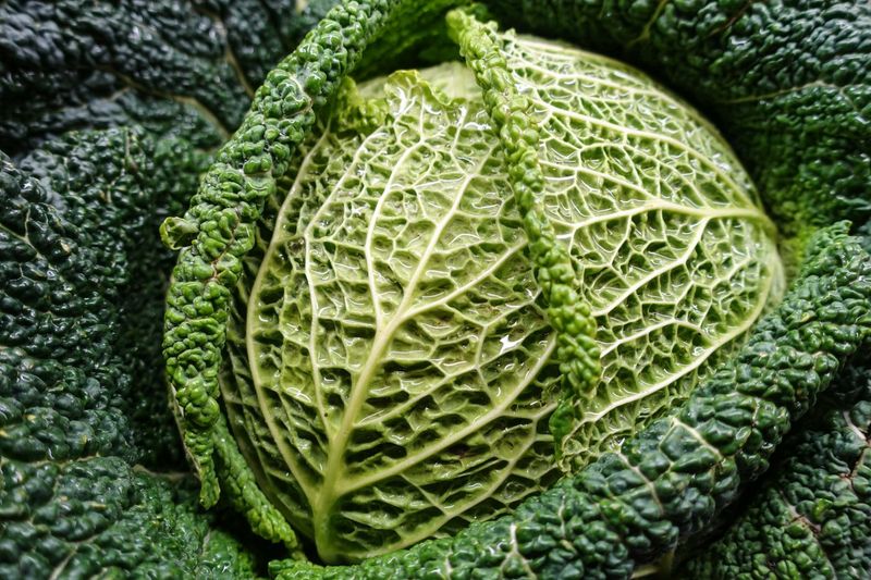 Savoy Cabbage