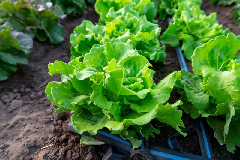 Winter Lettuce