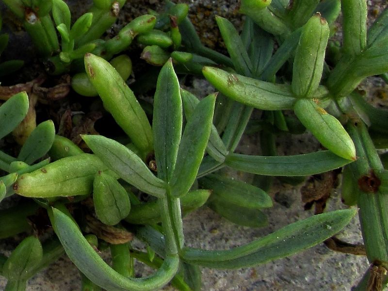 Rock Samphire