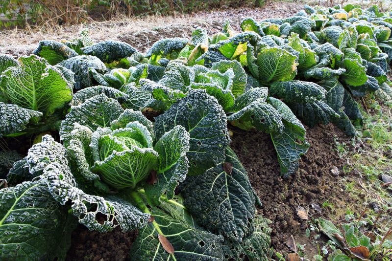 Cabbage