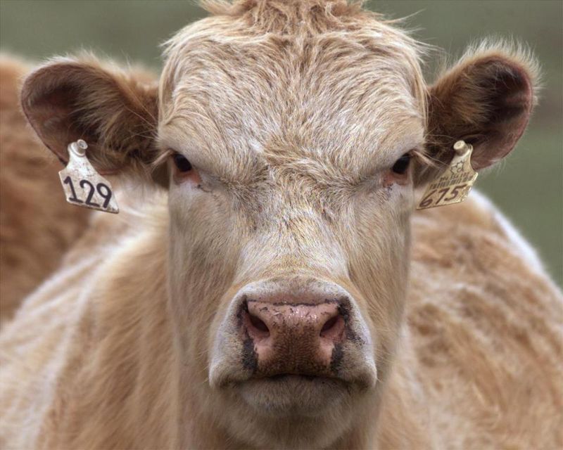 High-Risk Offal Removed After The BSE Crisis