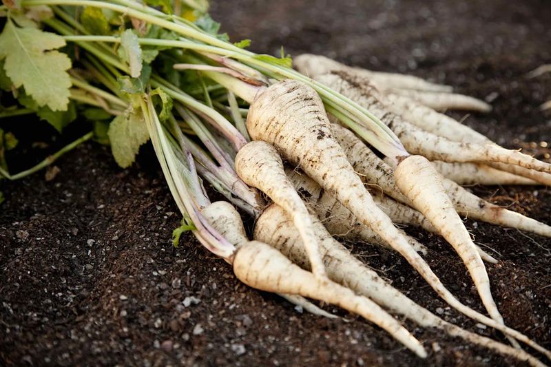 Parsnips