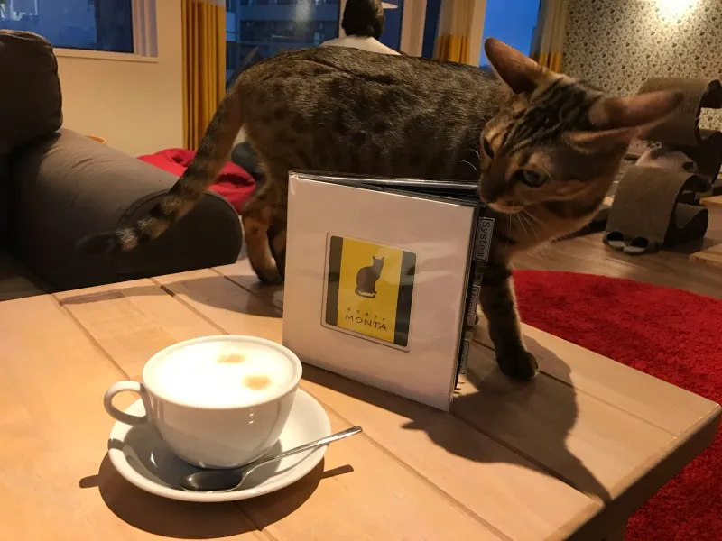 Cat Café Monta (Tokyo, Japan)