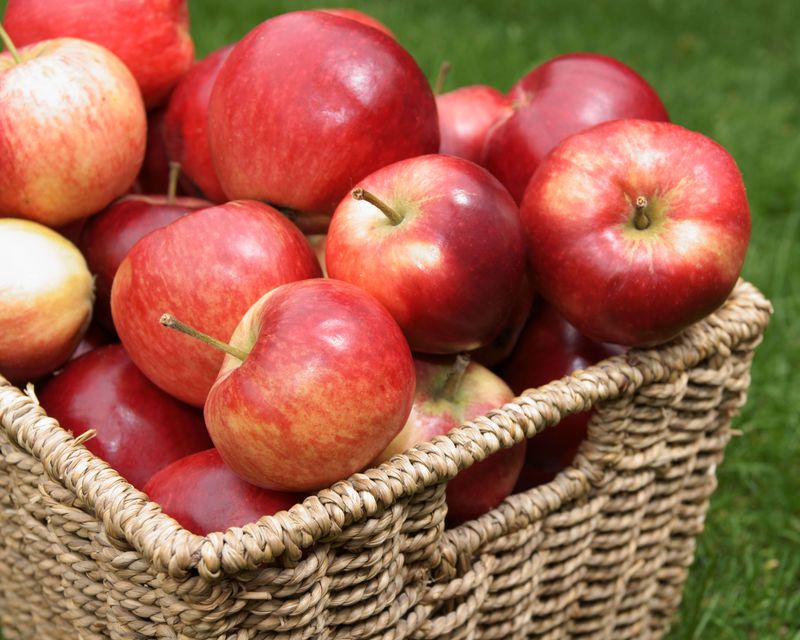 How To Pick And Prepare Apples Before Long Term Storage