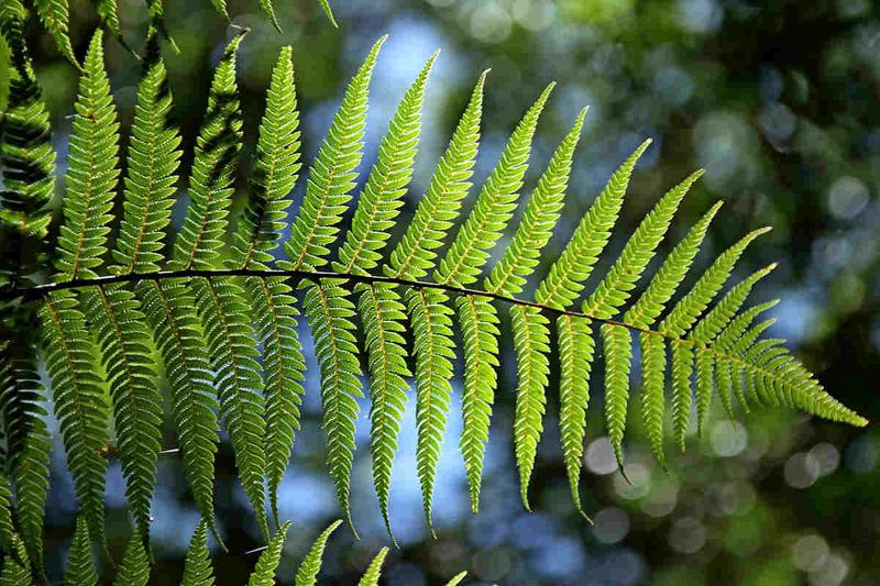 Why Ferns Became A Popular Symbol