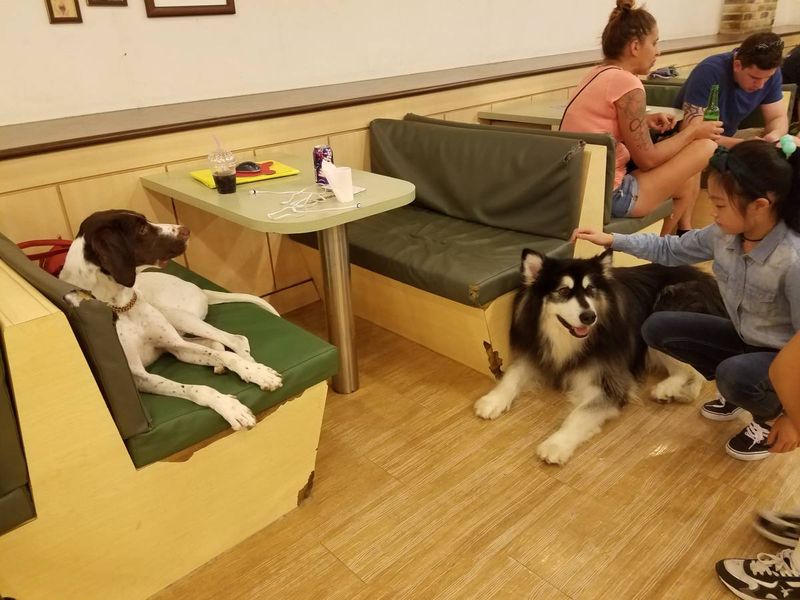 Bau House Dog Café (Seoul, South Korea)