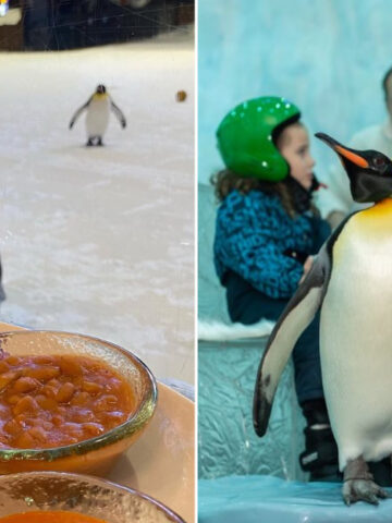 This Dubai Restaurant Lets You Dine With Penguins And It's Epic