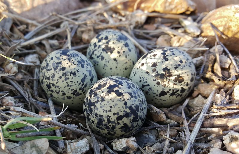 Plover Eggs