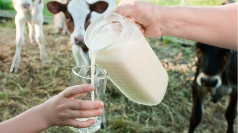 Raw Milk Once Sold In Shops