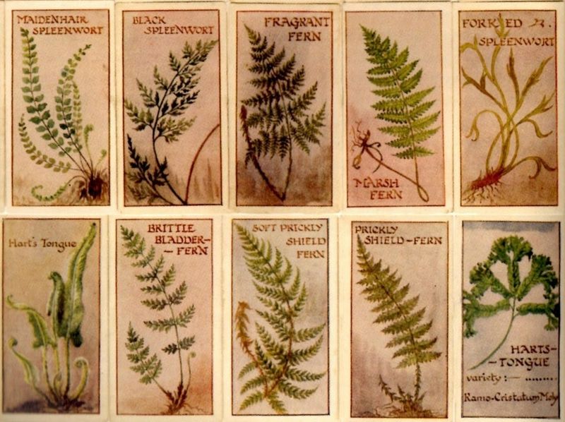 The Victorian Fern Craze Explained