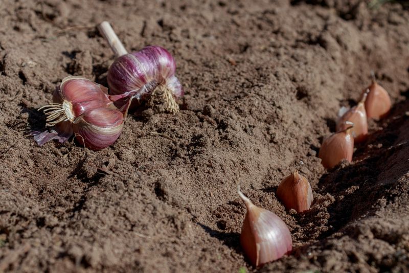 Garlic