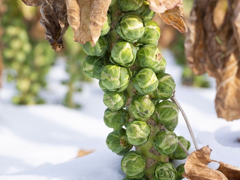 Brussels Sprouts