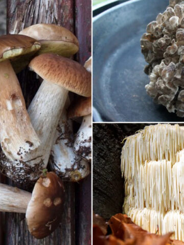 10 Types Of Rare Mushrooms And How They Are Used In Cooking