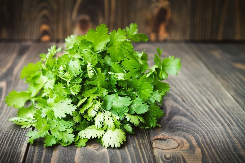 Coriander (Cilantro)