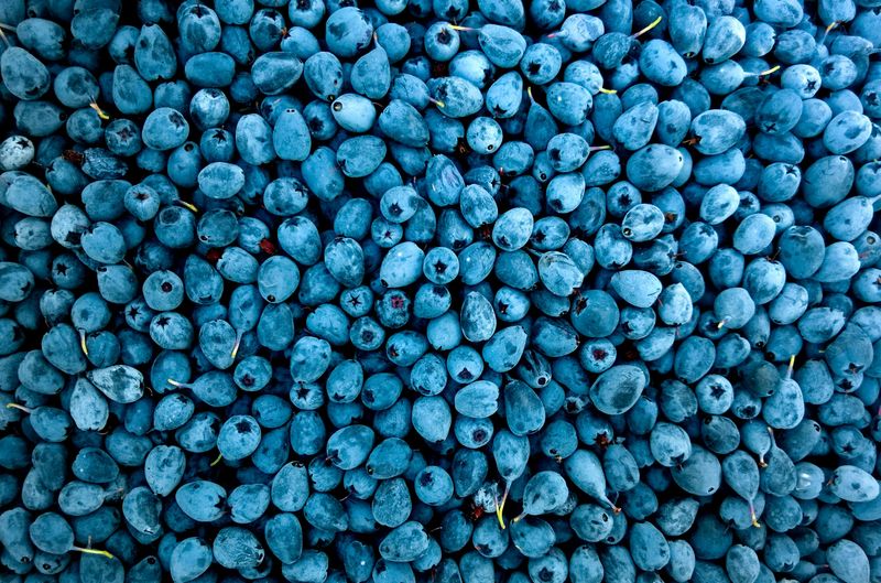 Things That May Happen If You Eat Blueberries Daily 