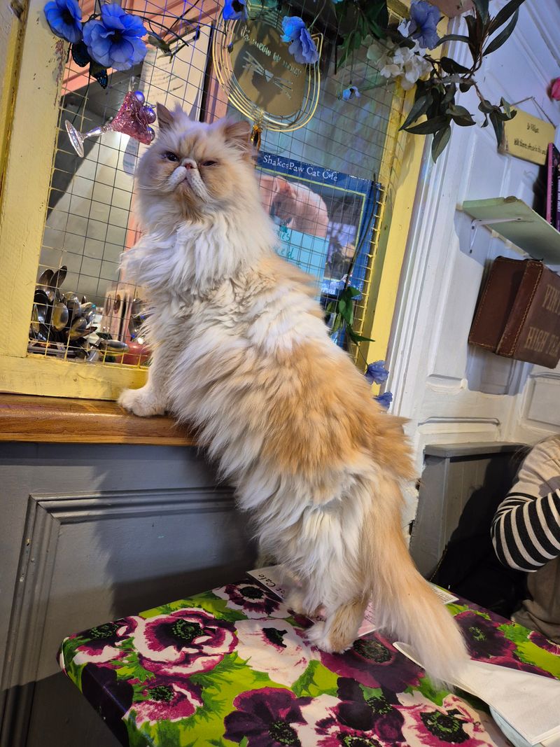 Gentle House Rules, Happy Cats