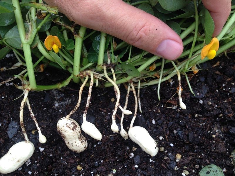Peanuts Are Not Nuts