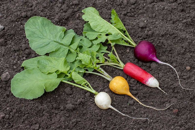 Radishes