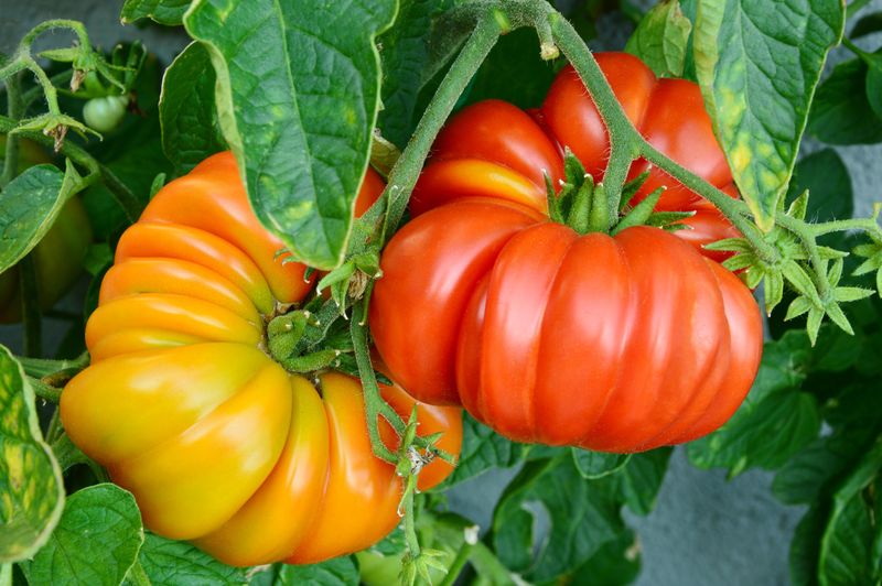 Tomatoes