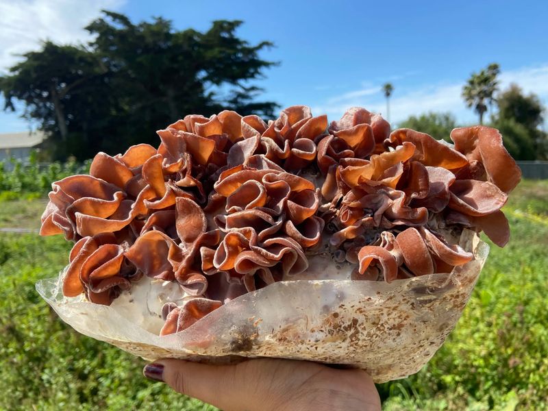 Wood Ear