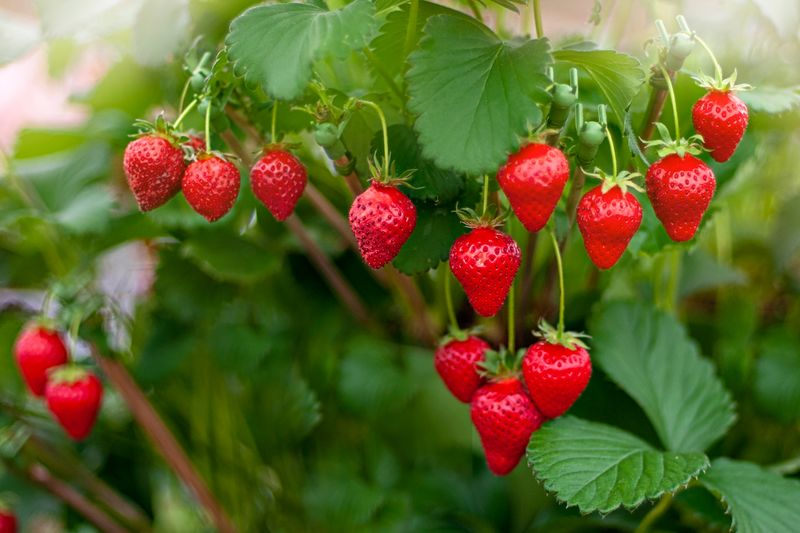 Strawberries