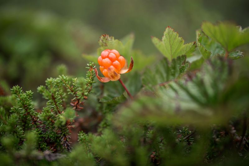 Cloudberries