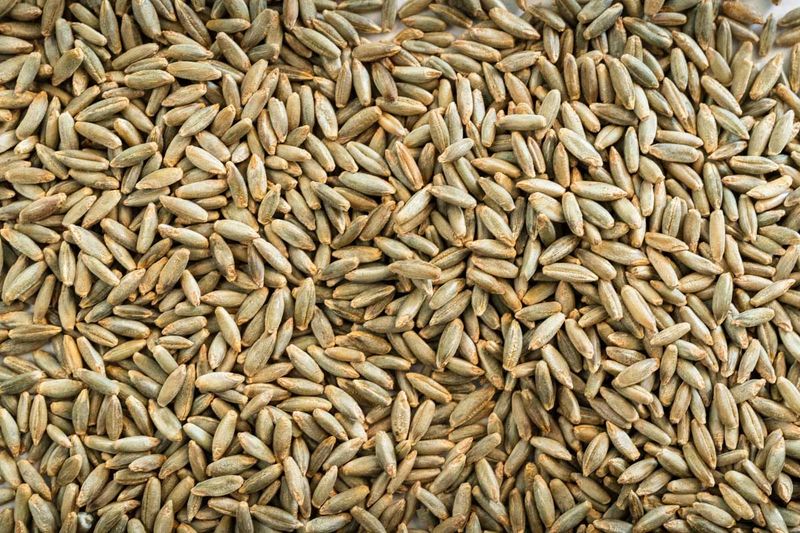 Wholegrain Rye