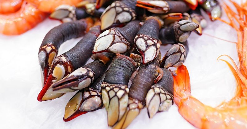 Percebes