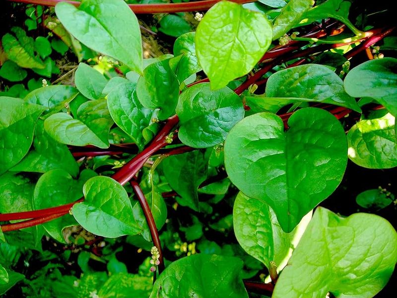 Malabar Spinach
