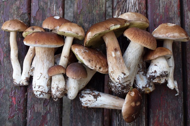 Porcini