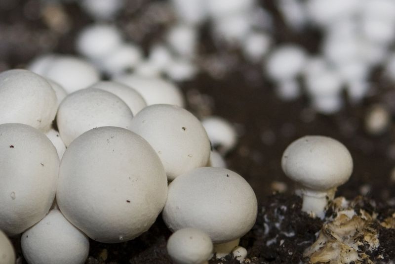 Mushrooms Can Produce Vitamin D In Sunlight