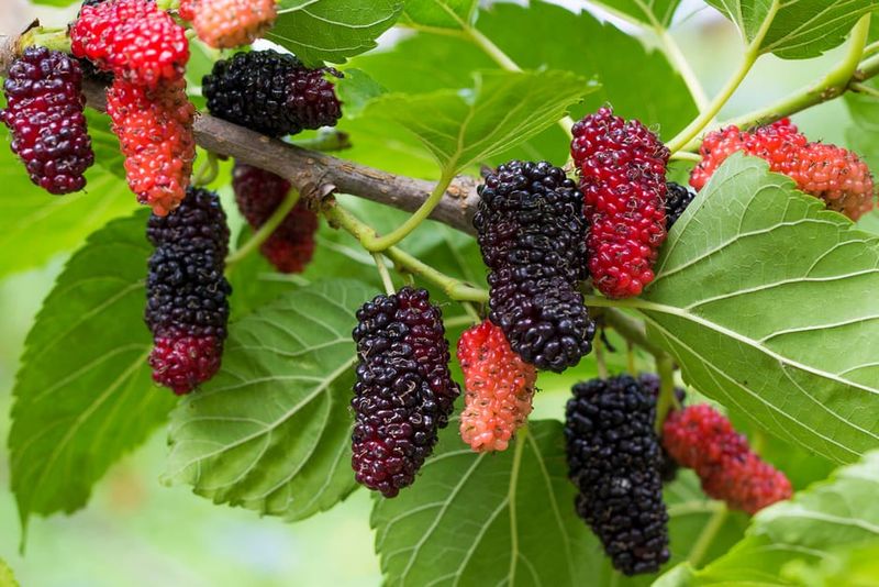 Mulberries